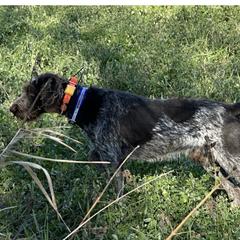 Sully - German Wirehaired Pointer