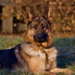 Gracie - German Shepherd