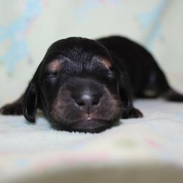 Boy 1 - Black and cream male Dachshund puppy in Craig, Colorado from Rocky Mountain Shih Tzus and Dry Creek Miniature Dachshunds