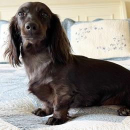 Raven - Dachshund
