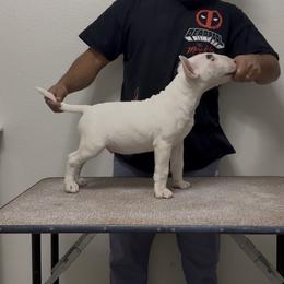 Diesel - White and brindle male Bull Terrier puppy in Odessa, Texas from Rebel Angel