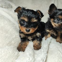 Sugar Plum - Black and tan female Yorkshire Terrier puppy in Surprise, Arizona from Enchanted Yorkies