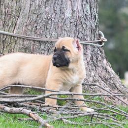 Arya - Fawn female Cane Corso puppy in Cable, Ohio from Americana Cane Corso