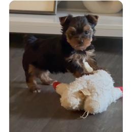 Yorkie Boy 2 - Black and tan male Yorkshire Terrier puppy in Summerville, South Carolina from Our Yorkie and Morkie Puppies of Summerville, South Carolina.