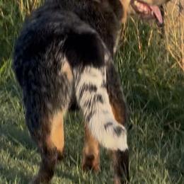 Australian Cattle Dog Puppies from Camira Ranch Australian Cattle Dogs