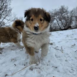 Big Blue - Sable male Collie puppy in Wykoff, Minnesota from Country Collies