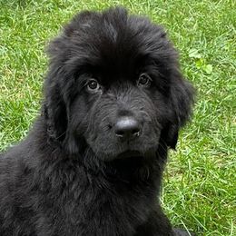 Newfoundlands from Cedar Newfoundlands