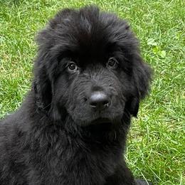 Newfoundlands from Cedar Newfoundlands