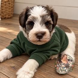 Bennett - Parti male Miniature Schnauzer puppy in Magalia, California from NorCal Schnauzers