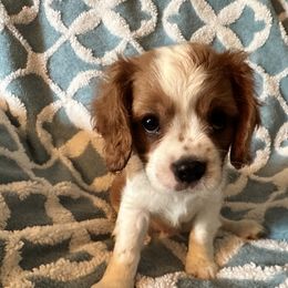 Cavalier King Charles Spaniel Puppies from Dawson’s Creek Breeding