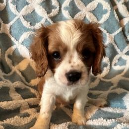 Cavalier King Charles Spaniel Puppies from Dawson’s Creek Breeding