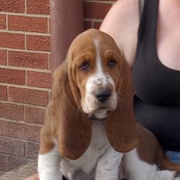 Basset Hound All Grown Up from Hidden Heart Basset Hounds