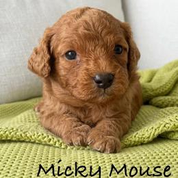 Micky Mouse - Red male Cavapoo puppy in Aiken, South Carolina from Cavapoos of the Carolinas