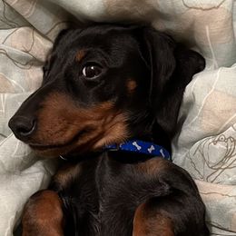 Jack - Dachshund