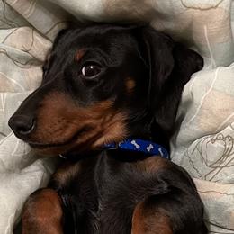Jack - Dachshund