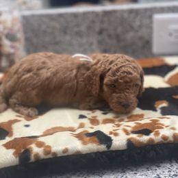 Poodle Puppies from Henn’s Toy Poodles
