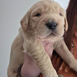 Boy 3 - Light golden male Golden Retriever puppy in Lawtey, Florida from Rise and Shine Goldens