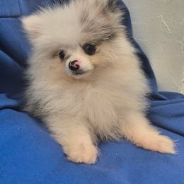 Pomeranian All Grown Up from My heavenly poms