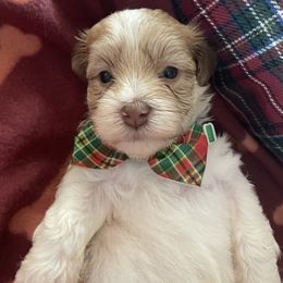 Ro AKC registered - Fawn sable male Havanese puppy in Cochran, Georgia from Dean Supreme
