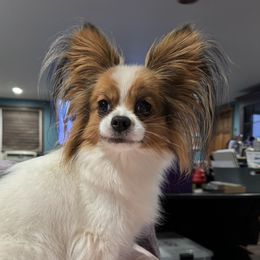 TT - Papillon