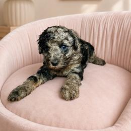 Blue Merle (with hints of chocolate) - Merle female Cavapoo puppy in Thorndale, Texas from Hattie’s Texas Cavapoos