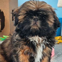 Maltese and Shih Tzu Puppies from Pamspups