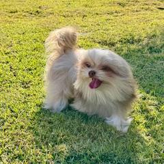 Sunshine Mi-Ki's Simon - Cream male Mi-Ki puppy in Fort Myers Beach, Florida from Sunshine Mi-Ki's