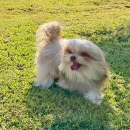 Sunshine Mi-Ki's Simon - Cream male Mi-Ki puppy in Fort Myers Beach, Florida from Sunshine Mi-Ki's