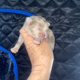 Girl 2 - female Pomeranian puppy in Avon Park, Florida from Mariska's Pomeranians