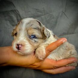 Poppy - Blue merle female Aussiedoodle puppy in Los Angeles, California from LA’s Favorite Puppies