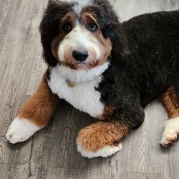 Bernedoodles from Palo Cedro Bernedoodle