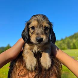 Juniper - Cream female Dachshund puppy in Grants Pass, Oregon from Redwood Dachshunds