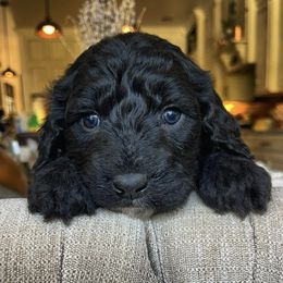 Goldendoodles and Poodles from Poodle Doodle Dandy