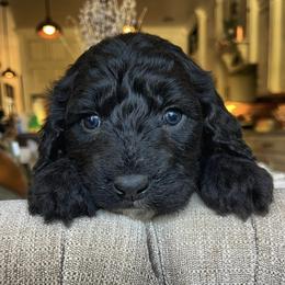 Goldendoodles and Poodles from Poodle Doodle Dandy