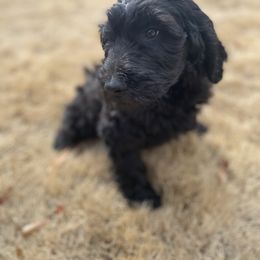 Goldendoodle Puppies from Golden Cuddle Pups