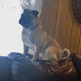 Otis - Pug