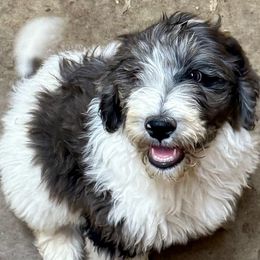 Rebekah - female Newfypoo puppy in San Antonio, Texas from Mammoth Doodles