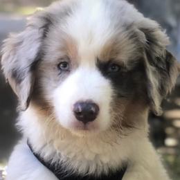 Australian Shepherd Puppies from Lovable Little Aussies