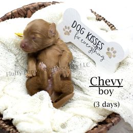 Boy 4 - male Goldendoodle puppy in Corona, California from Fluffy Puppy Mini Doodles LLC