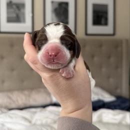 Hoodoo Brown - Tri-Roan male English Springer Spaniel puppy in Greenfield Center, New York from Ridgeview Springers & Dachshunds
