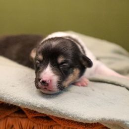 Ceder - Black and tan male American Corgi puppy in Plains, Montana from Diamond Corgis