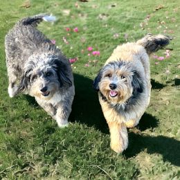 Bernedoodle puppies from Brittany’s Mini Bernedoodles