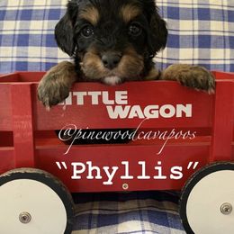 Cavapoo Puppies from Pinewood Cavapoos