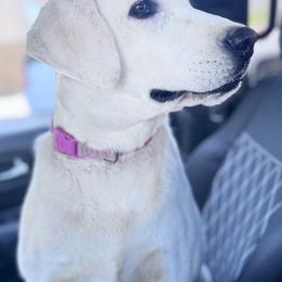 Girl 3 - Yellow female Labrador Retriever puppy in Herriman, Utah from Rocky Ridges