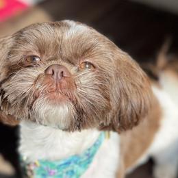 Shih Tzus from Lopez Family Tails