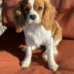 Cavalier King Charles Spaniel Puppies from Sunflower Cavaliers