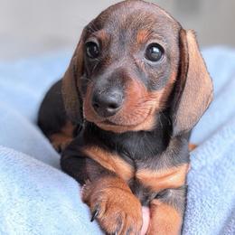 Thelma - Wild boar female Dachshund puppy in Michigan And Florida Locations, Michigan from UP North Dachshunds UPNDLLC