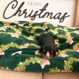 Flower - Black and tan female Cavalier King Charles Spaniel puppy in Tolleson, Arizona from Pixie Dust Cavaliers