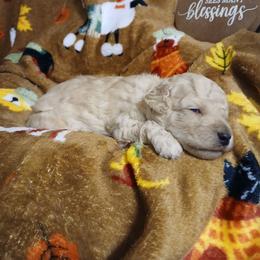Dillon - Apricot male Poodle puppy in Blanch, North Carolina from Faithful Hearts Kennel