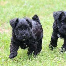 Cane Corso and Miniature Schnauzer Puppies from Brock’s Cane Corso & Miniature Schnauzers